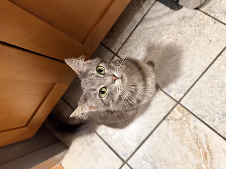 Nimbus, lost cat, Manecoon