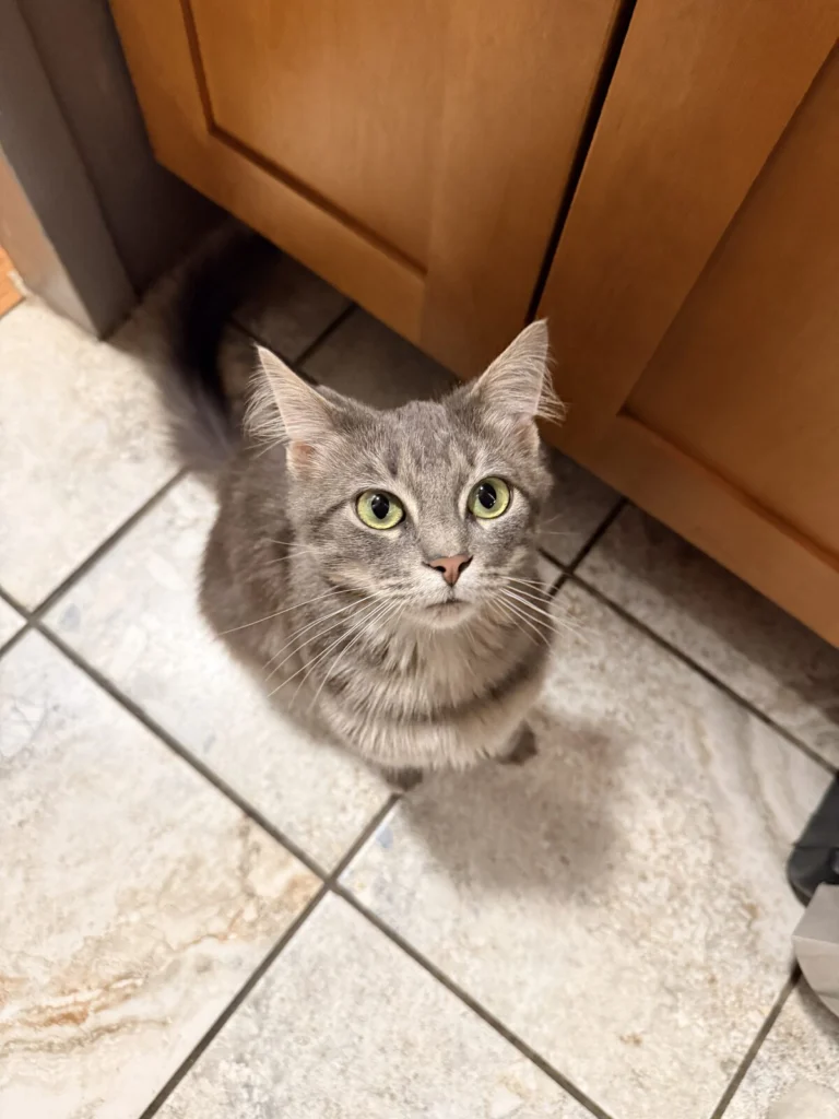 Nimbus, lost cat, Manecoon