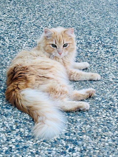 Baby J, lost cat, SIBERIAN