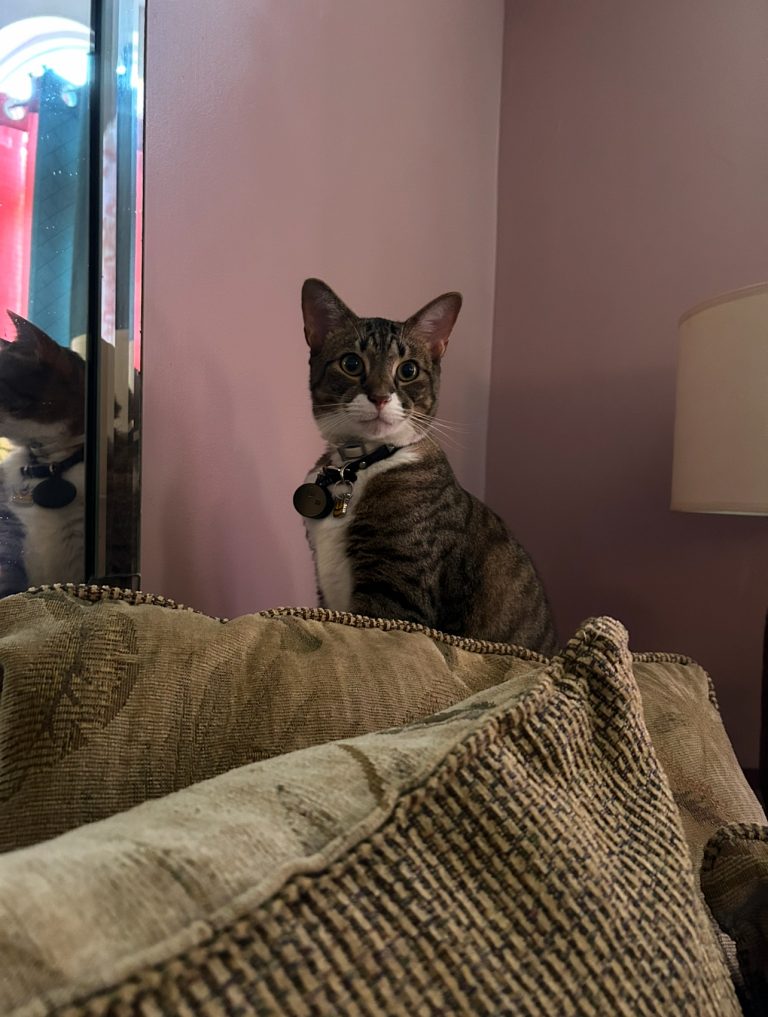 Oliver, lost cat, Domestic shorthair