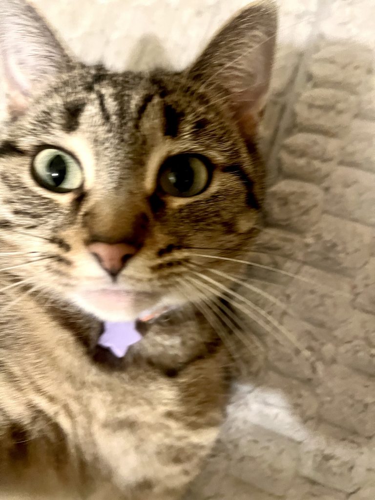 Kiki, lost cat, Tabby