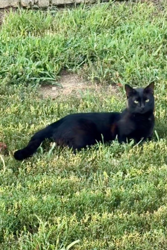 Batman, lost cat, Bombay