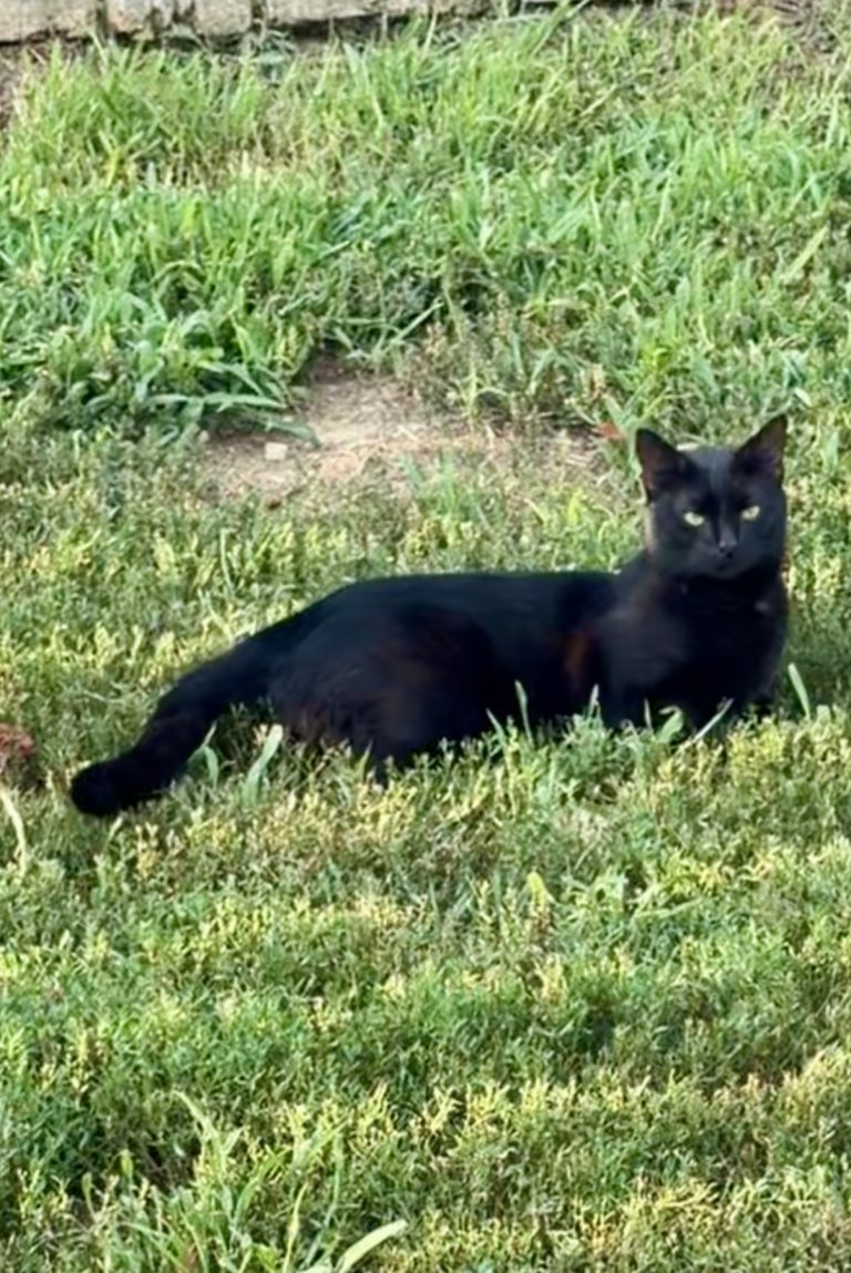 Batman, lost cat, Bombay