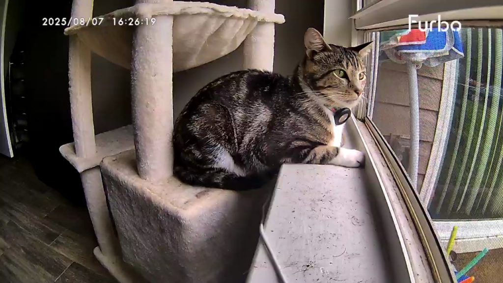 Mushu, lost cat, Tabby
