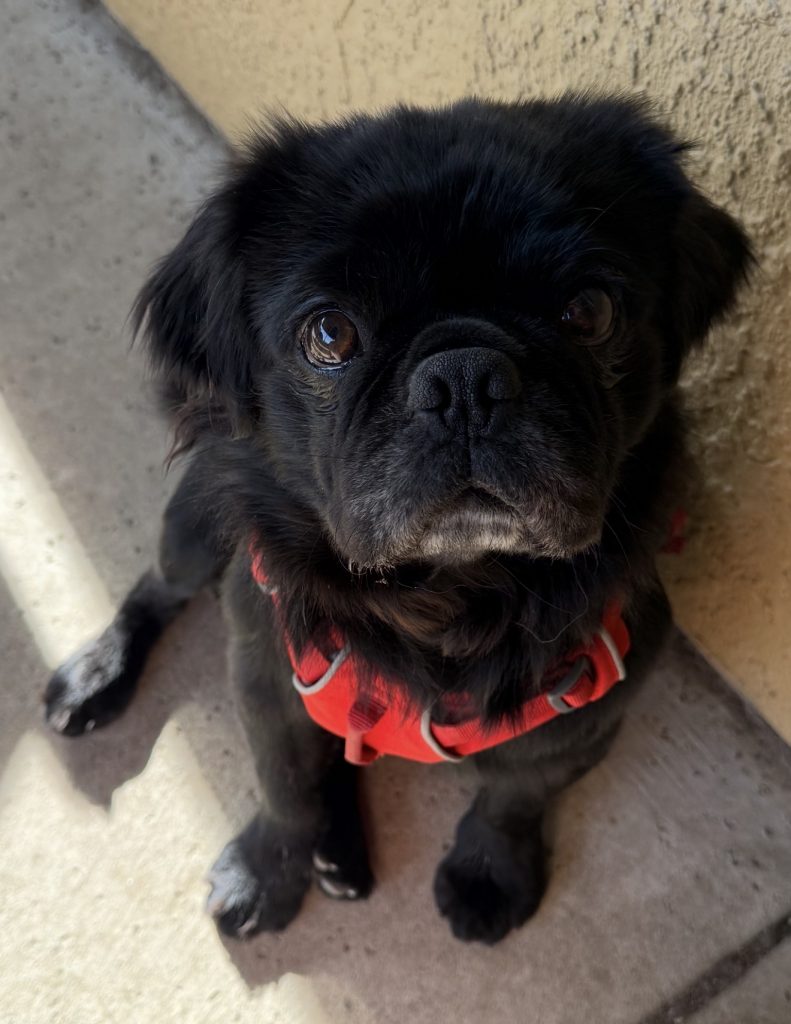 Rico, lost dog, French bulldog