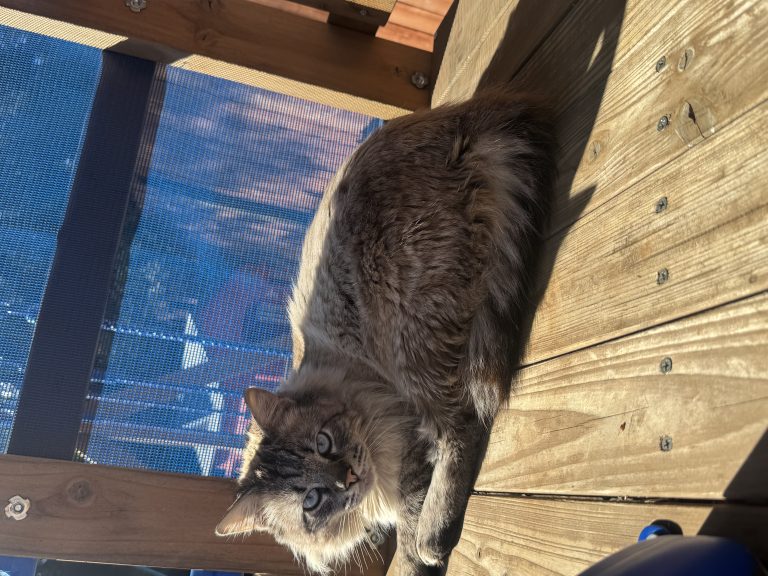 Toby, lost cat, Long hair