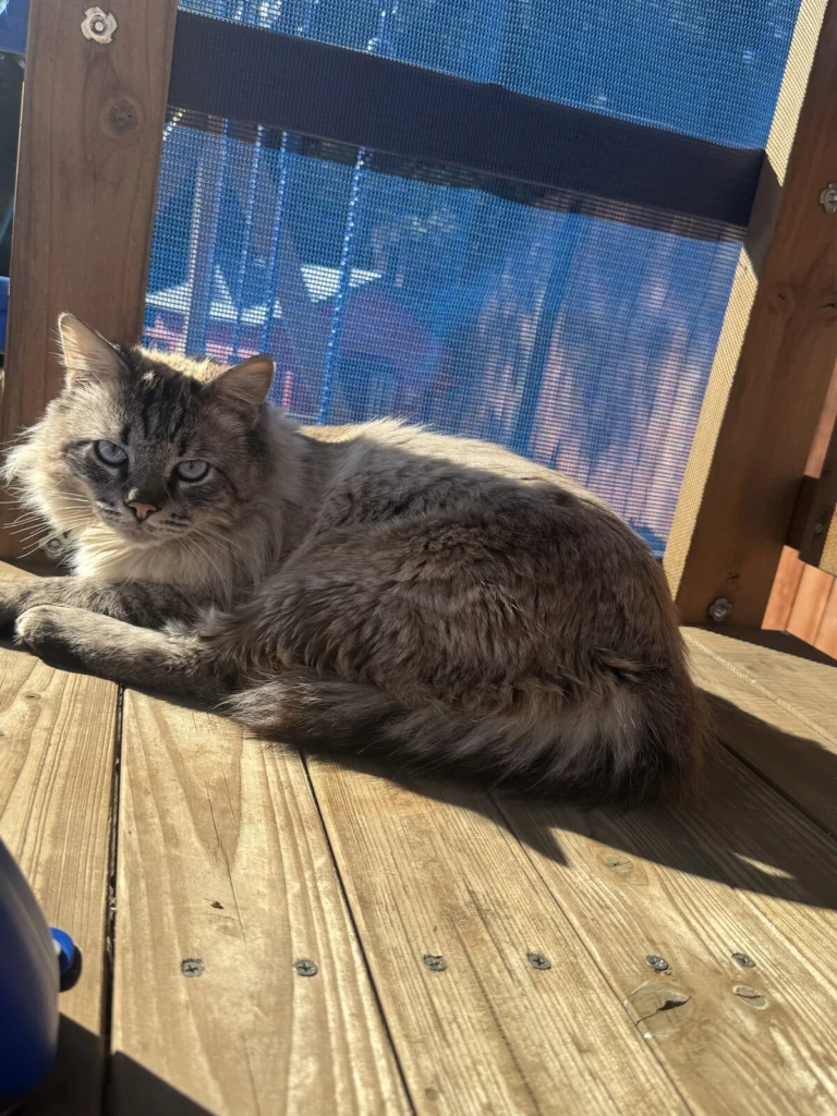 Toby, lost cat, Long hair