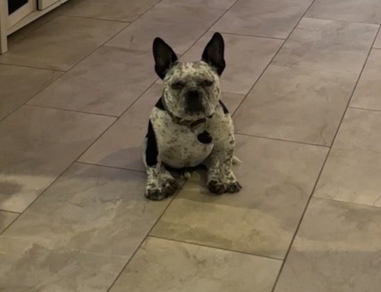 Gordo, lost dog, Bully