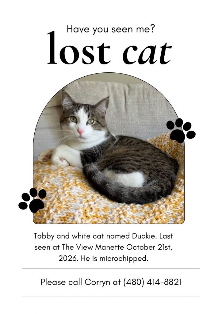 Duckie, lost cat, Domestic Shorthair