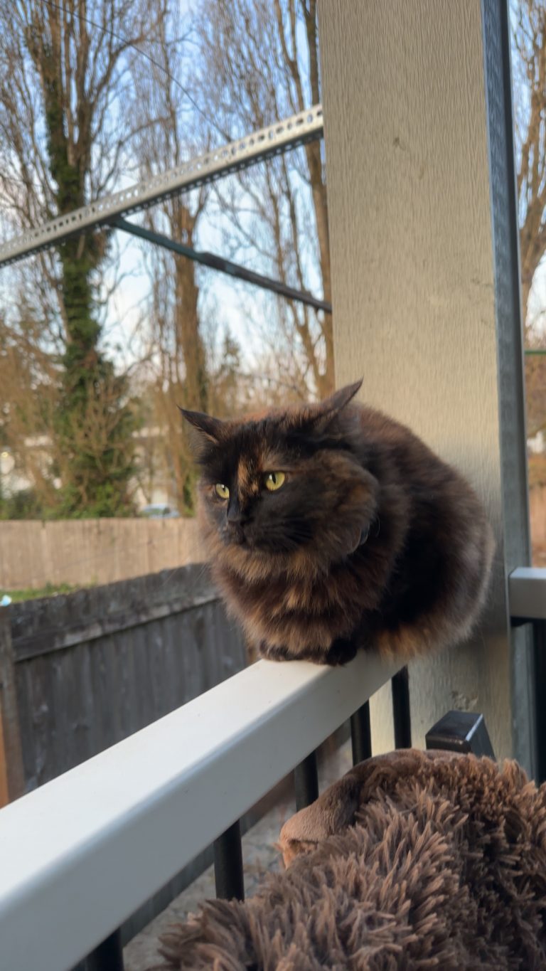 Reyna, lost cat, Tortoise