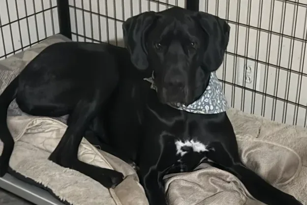 Dean, lost dog, Great dane