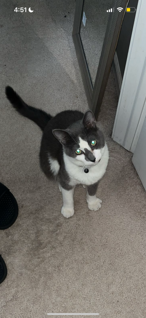 Smokey, lost cat, russian blue mixed