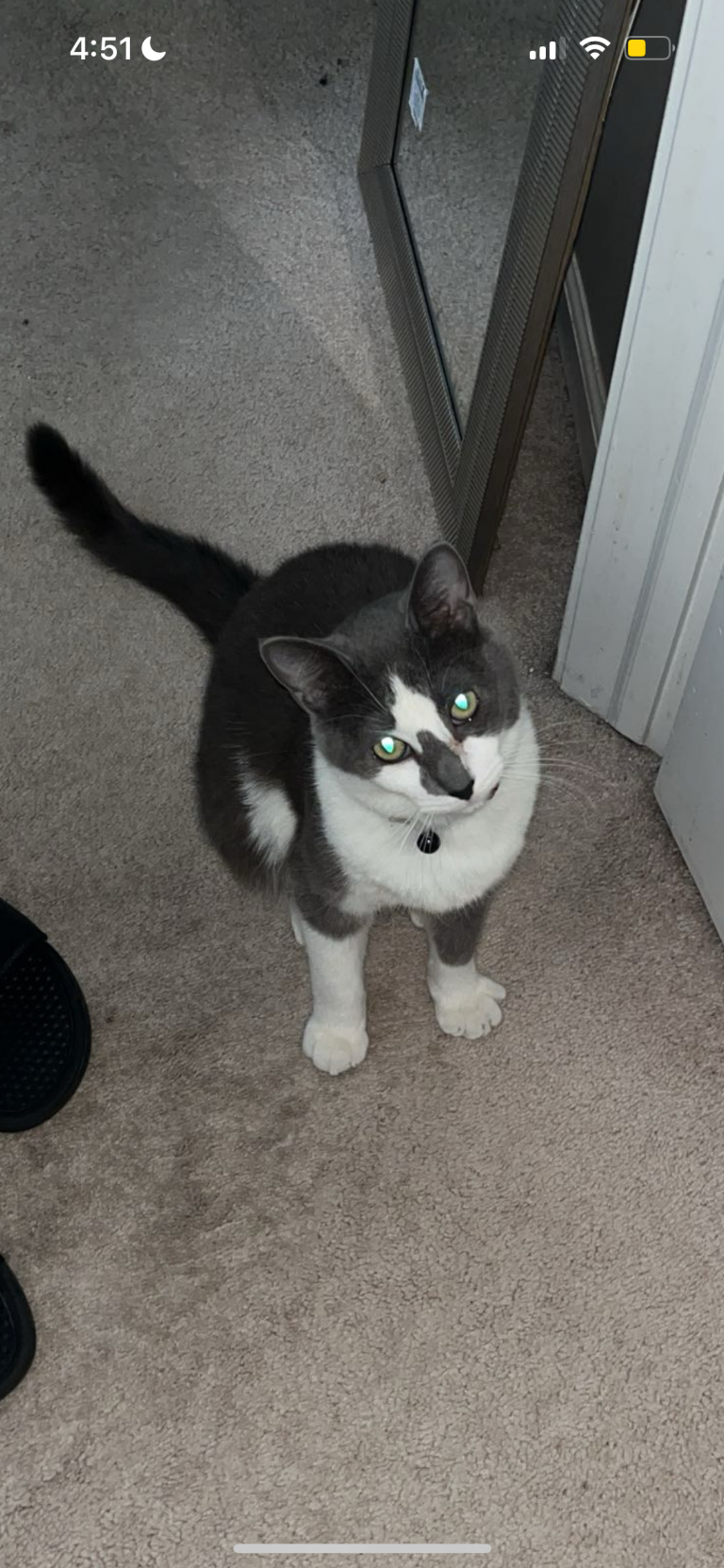 Smokey, lost cat, russian blue mixed