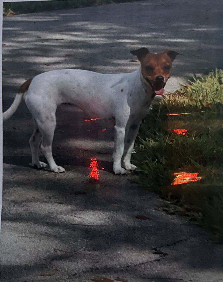 Sasha, lost dog, Mestizos