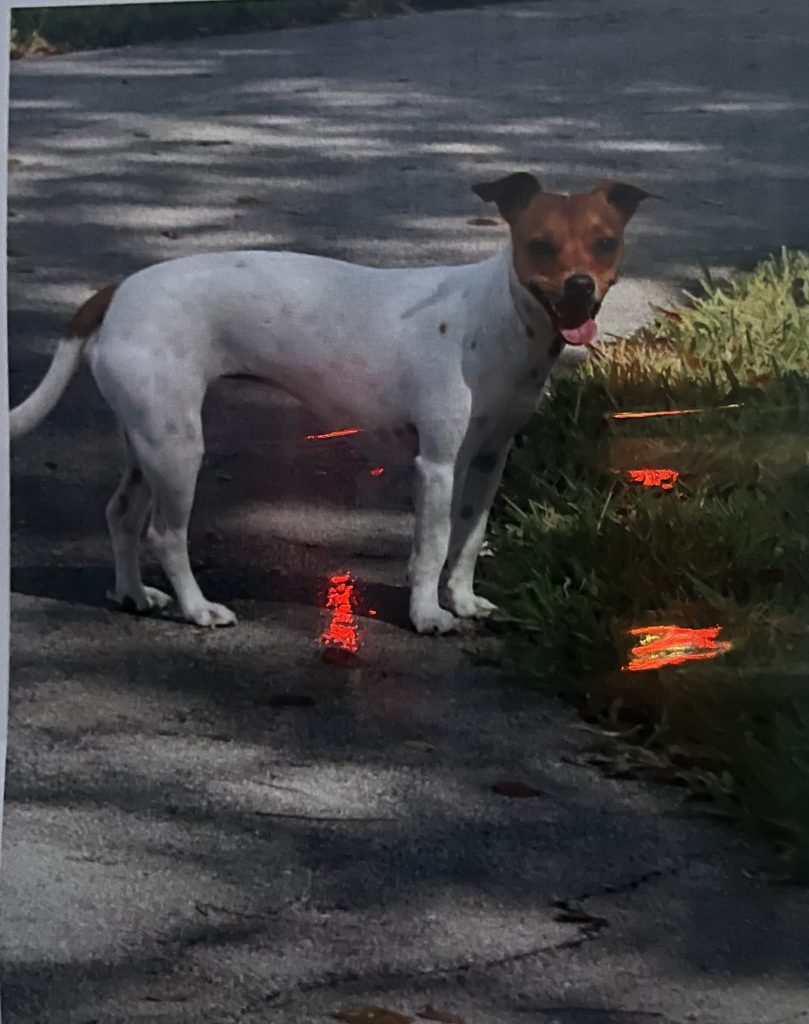 Sasha, lost dog, Mestizos