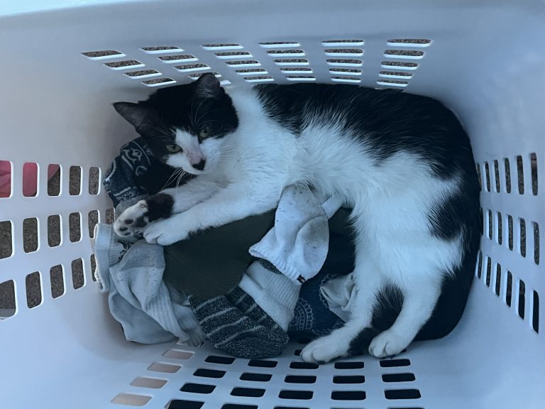 Smoky, lost cat, Tuxedo