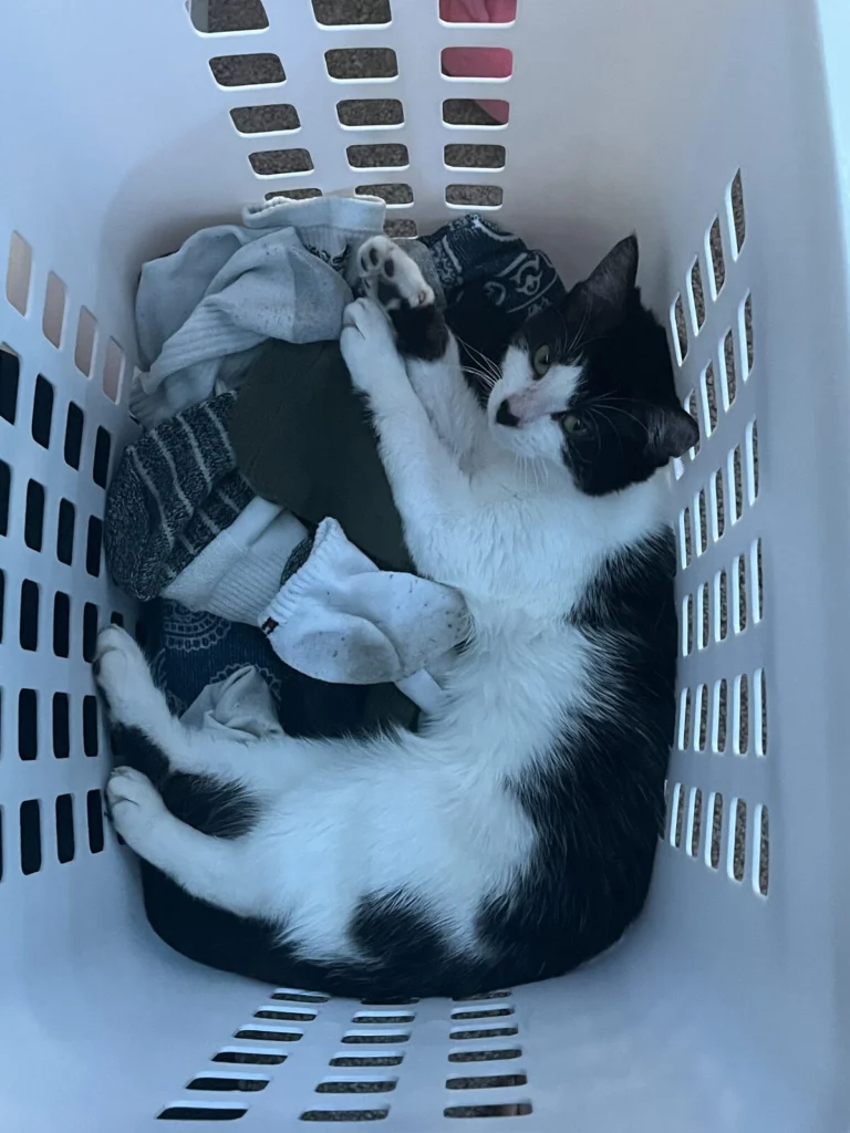 Smoky, lost cat, Tuxedo