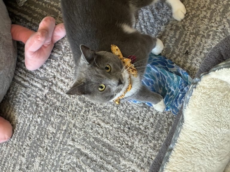 Harper, lost cat, Shorthair