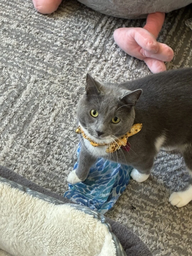 Harper, lost cat, Shorthair