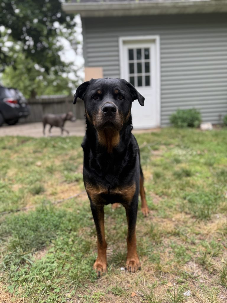 Luke, lost dog, Rottweiler