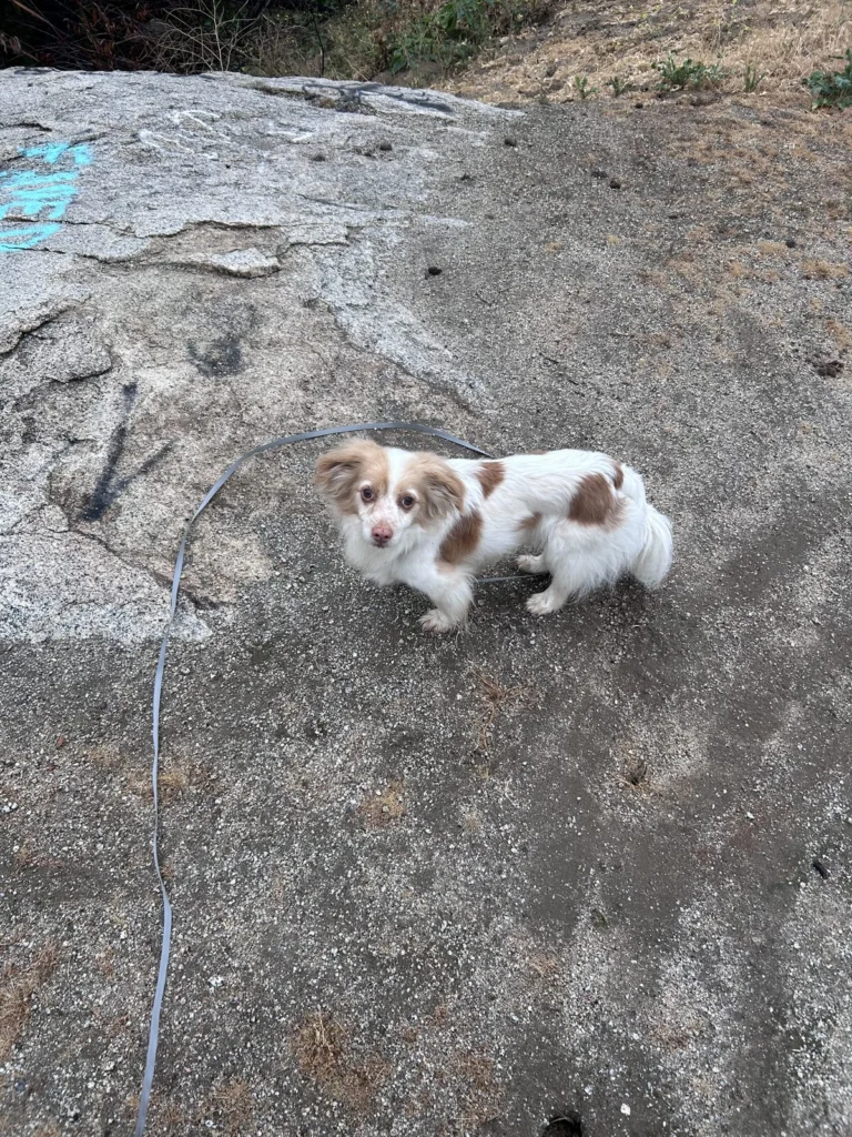 Teddy, lost dog, Mix