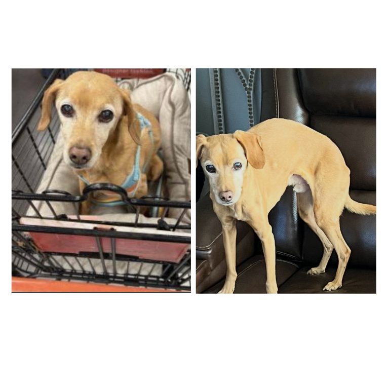 Maxwell, lost dog, Mixed