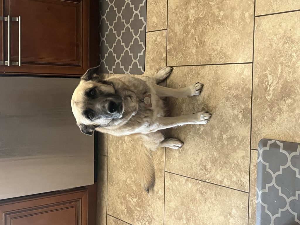 Zoe, lost dog, Great Pyrenees