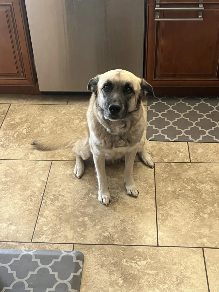 Zoe, lost dog, Great Pyrenees