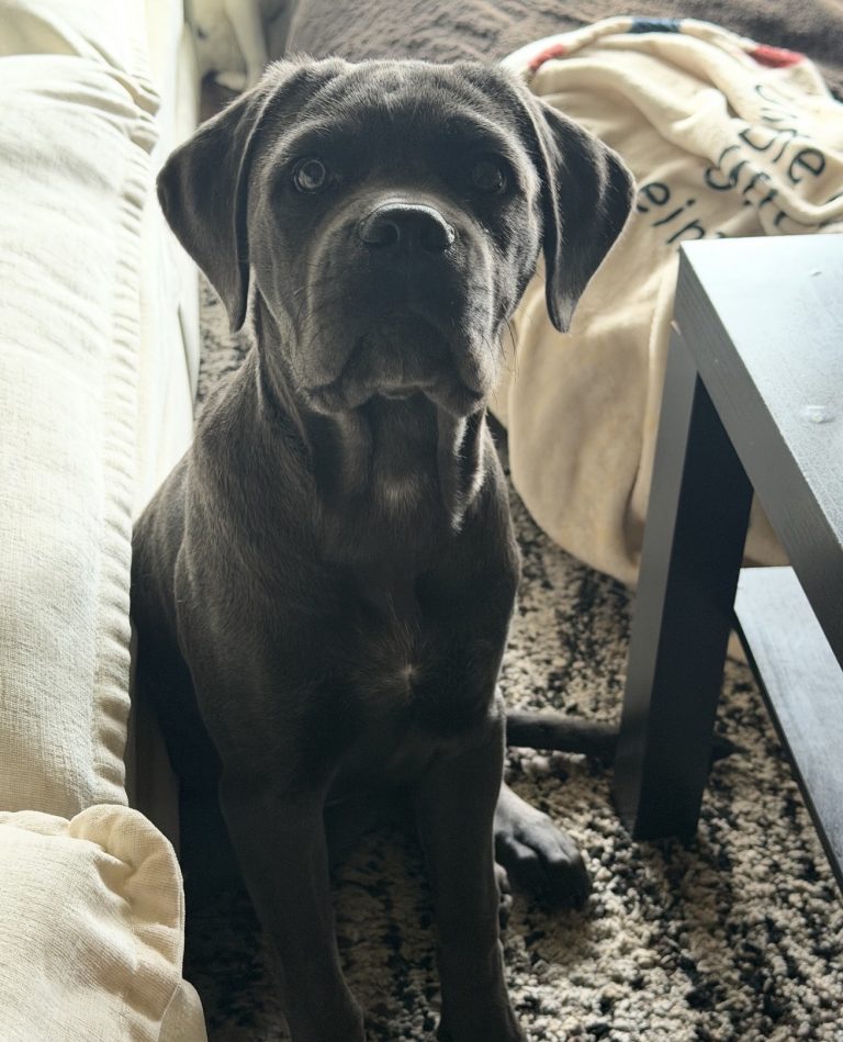 Kimba, lost dog, Cane corso