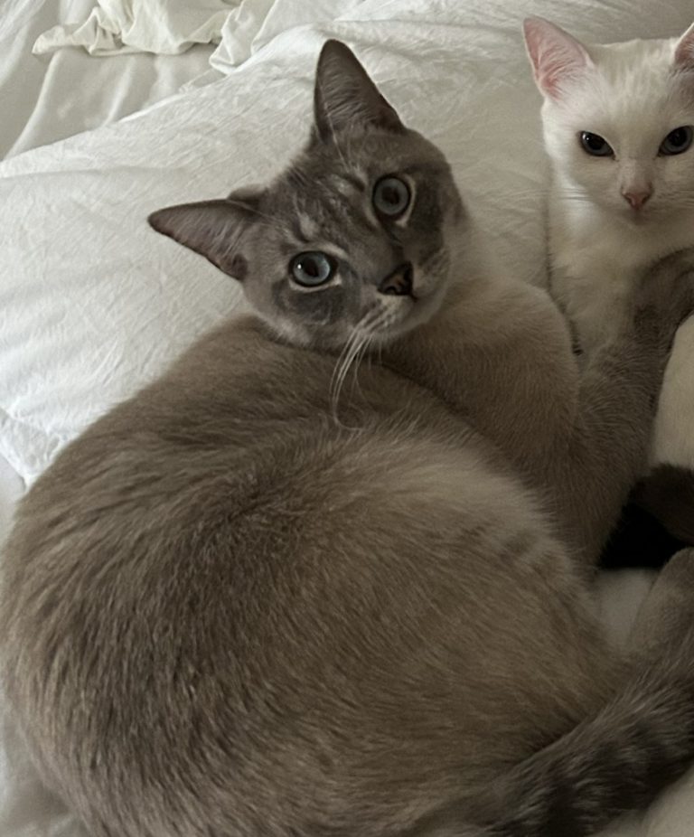 Saint, lost cat, Lynx Point Siamese