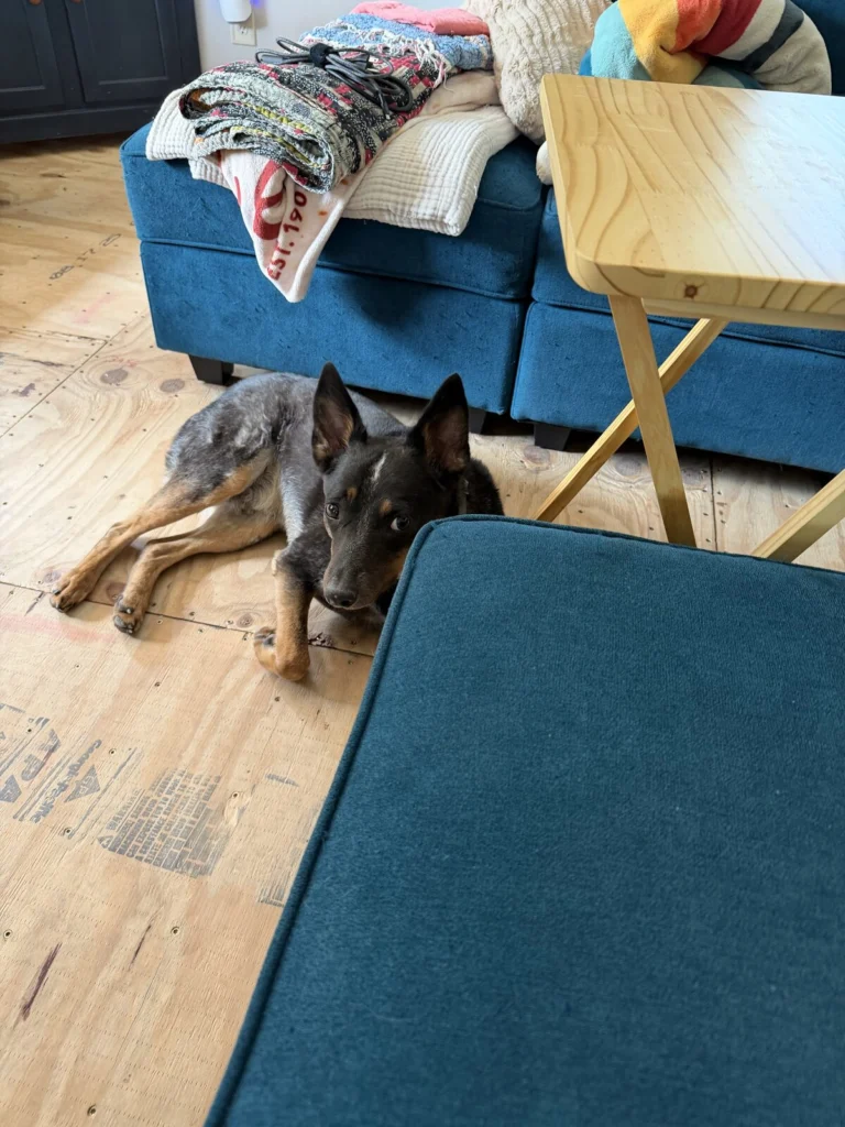 Baloo, lost dog, Blue Heeler