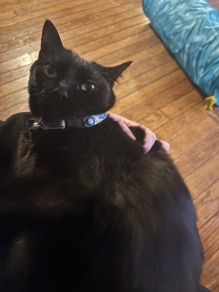 Leia, lost cat, Domestic Shorthair