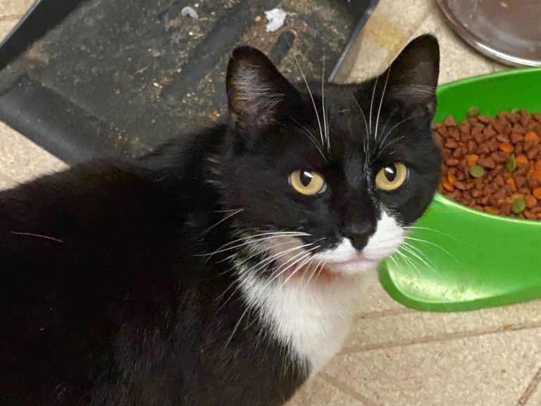 Oreo, lost cat, American Shorthair
