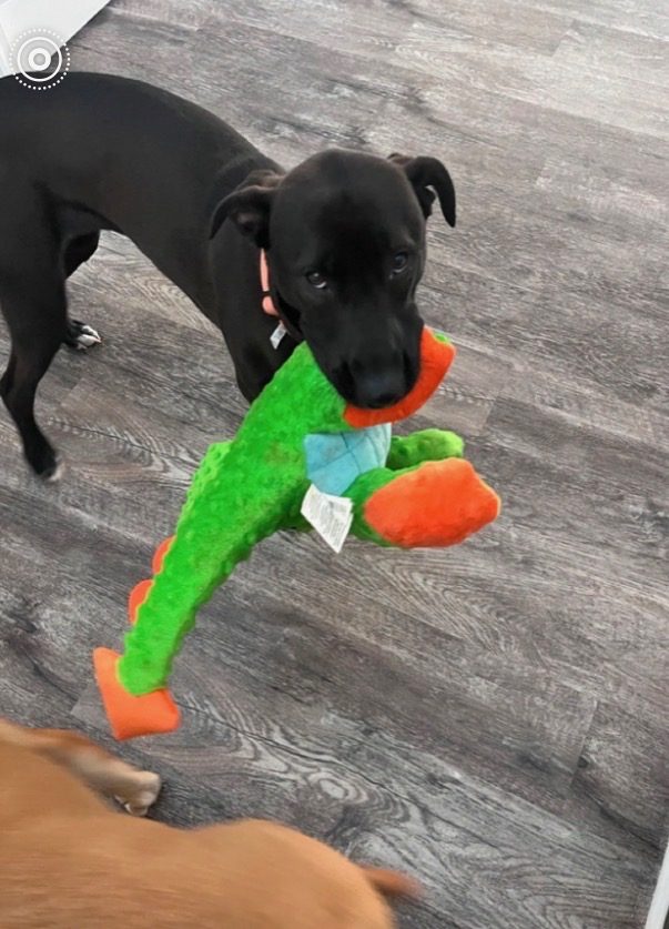 Dolly, lost dog, Lab