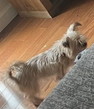 Marlie, lost dog, Shih Tzu