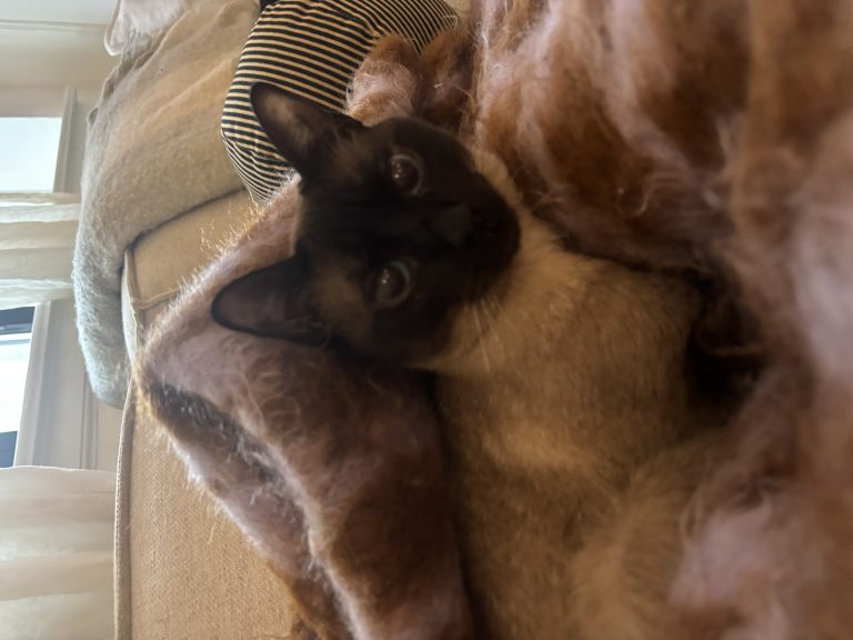 Blue, lost cat, Siamese