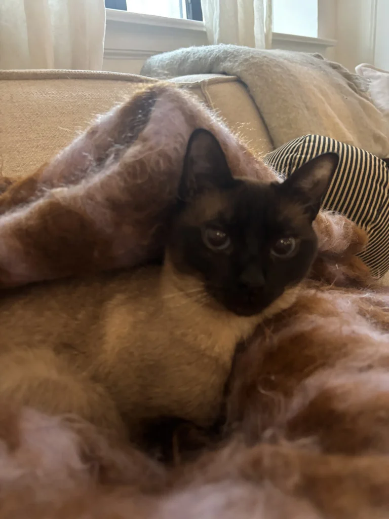 Blue, lost cat, Siamese