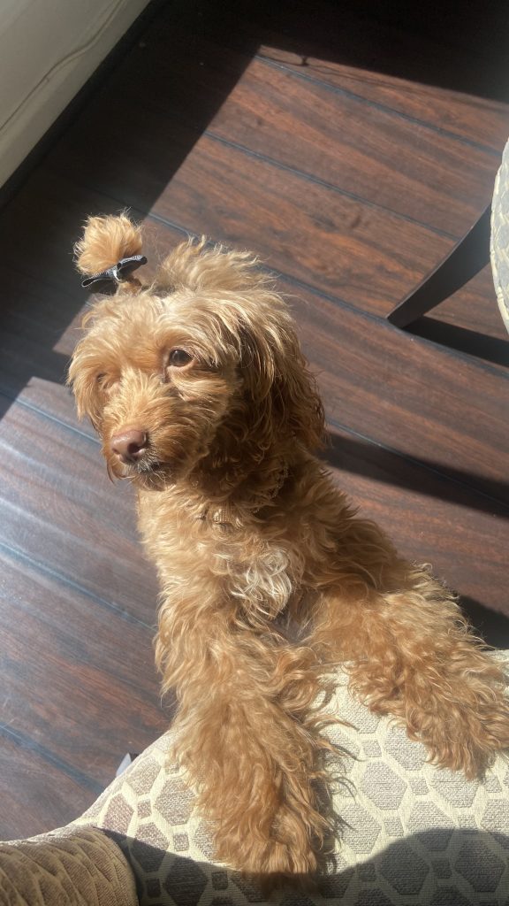 Pinky, lost dog, Cockapoo