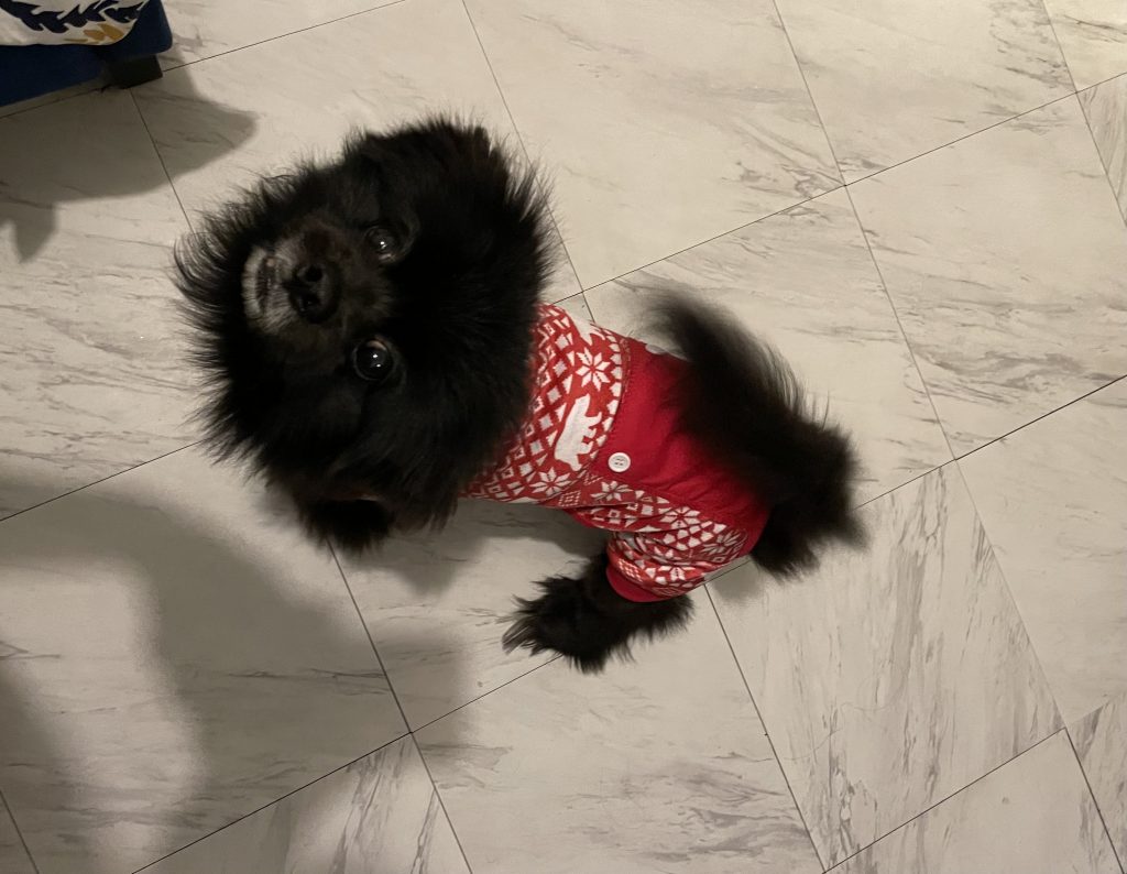 Oreo, lost dog, Pekingese