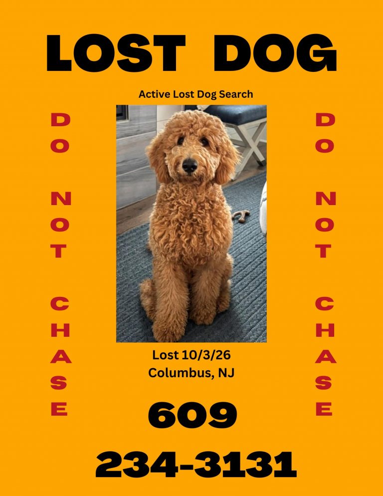 Stella, lost dog, goldendoodle