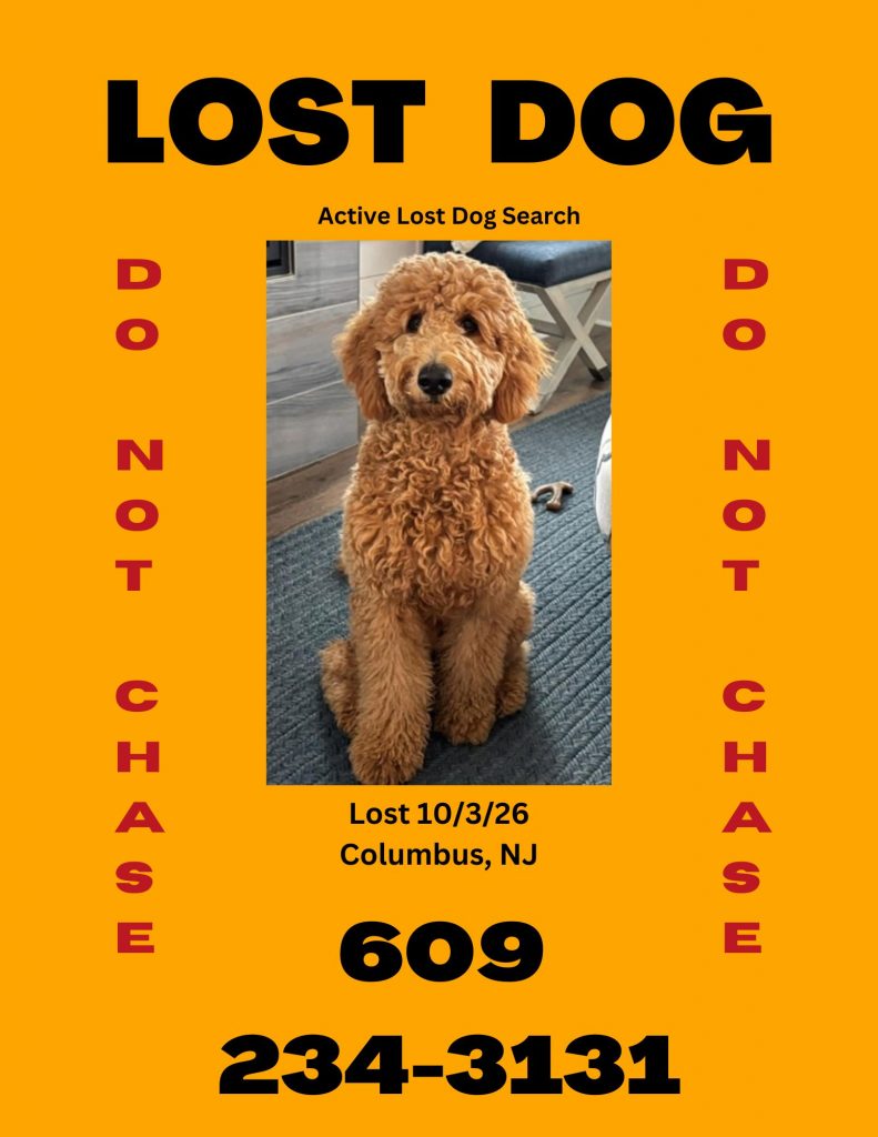 Stella, lost dog, goldendoodle