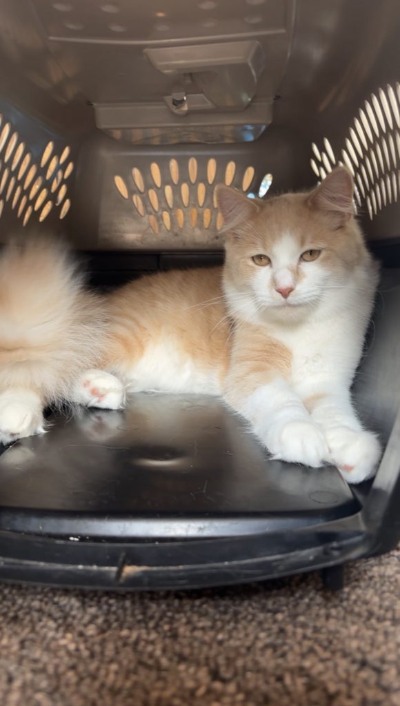 Bicust, lost cat, N/A