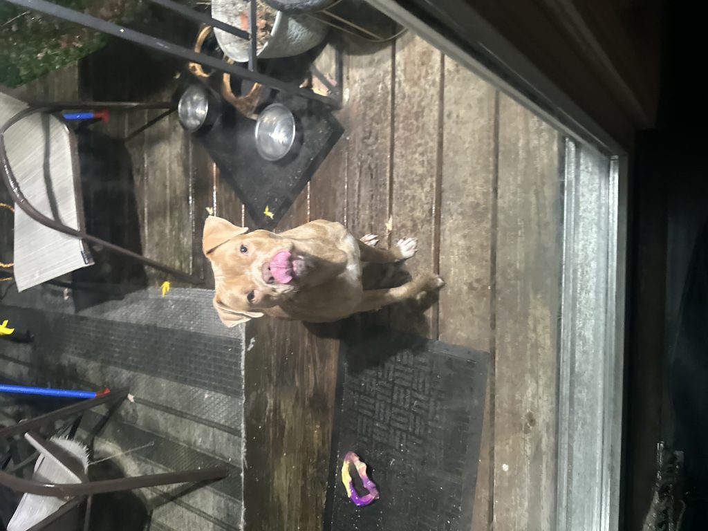 Bohdi, lost dog, Pit bull