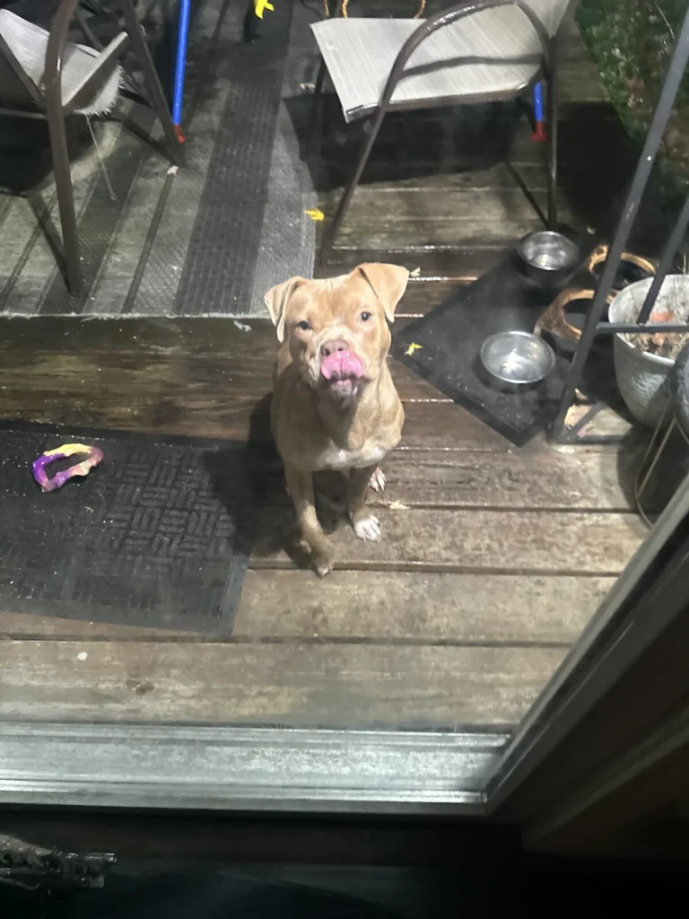 Bohdi, lost dog, Pit bull