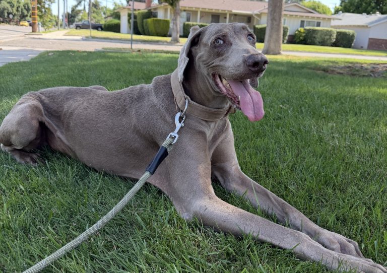Steven, lost dog, Weimeraner