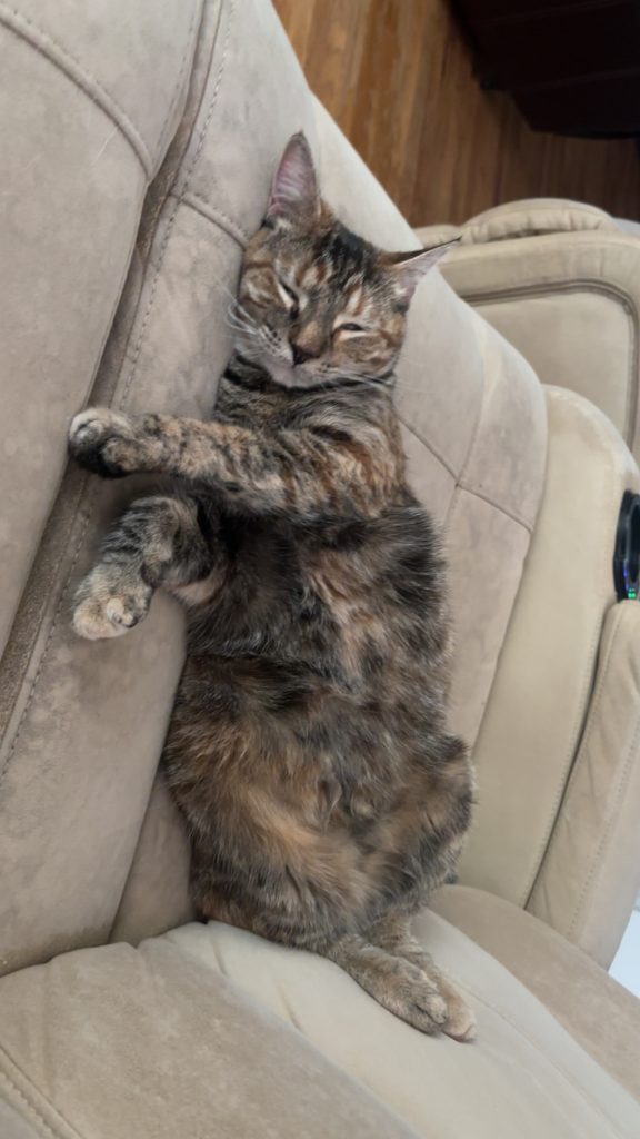 Hunny, lost cat, American shorthair