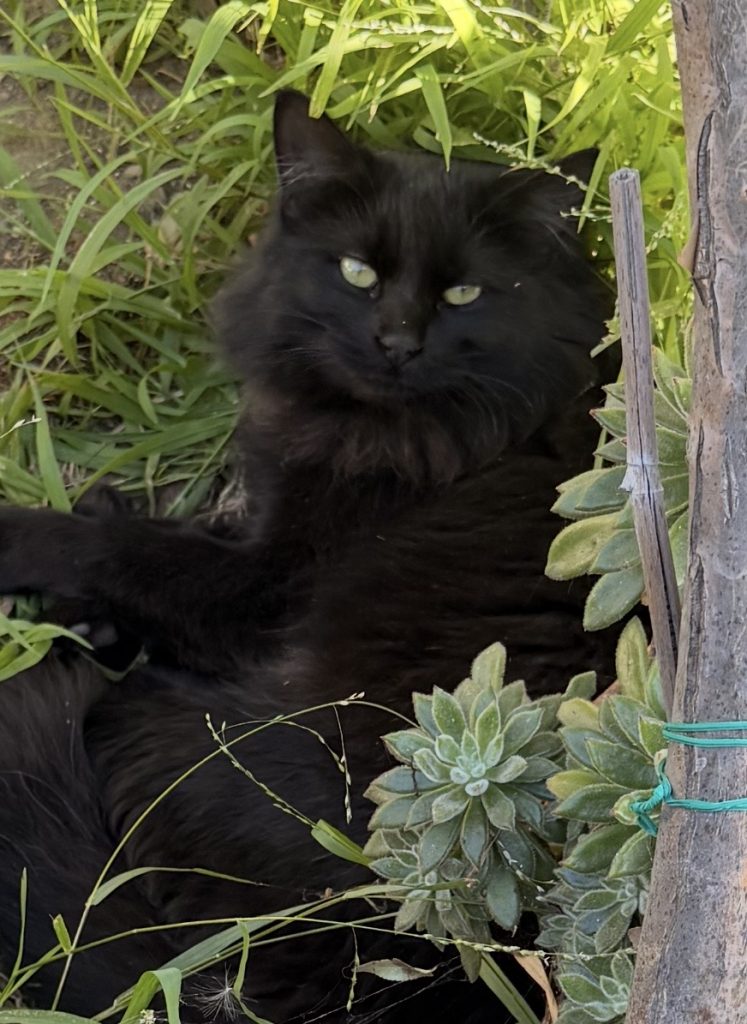 Salem, lost cat, Idk