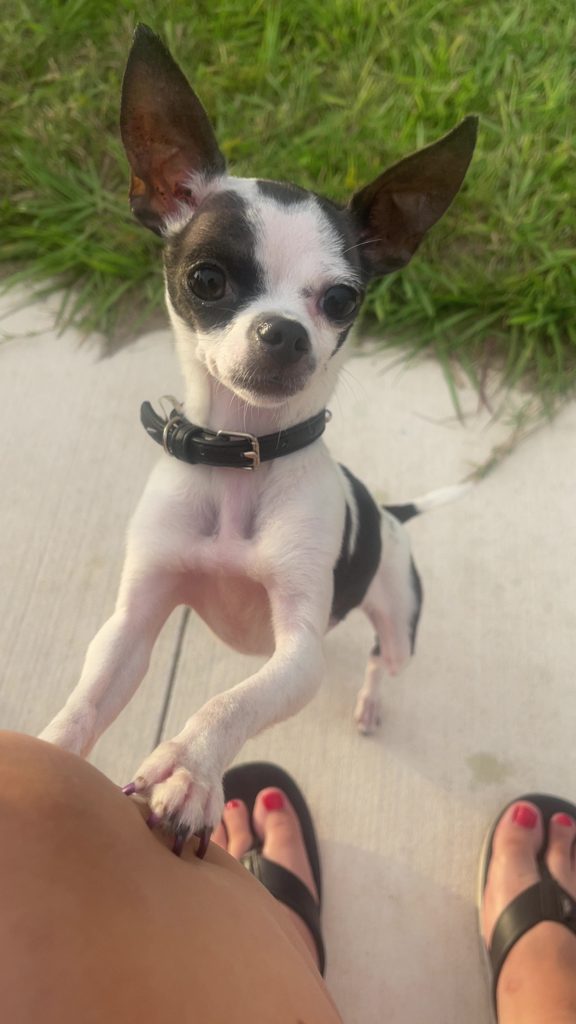 Kiara Heart, lost dog, Chihuahua