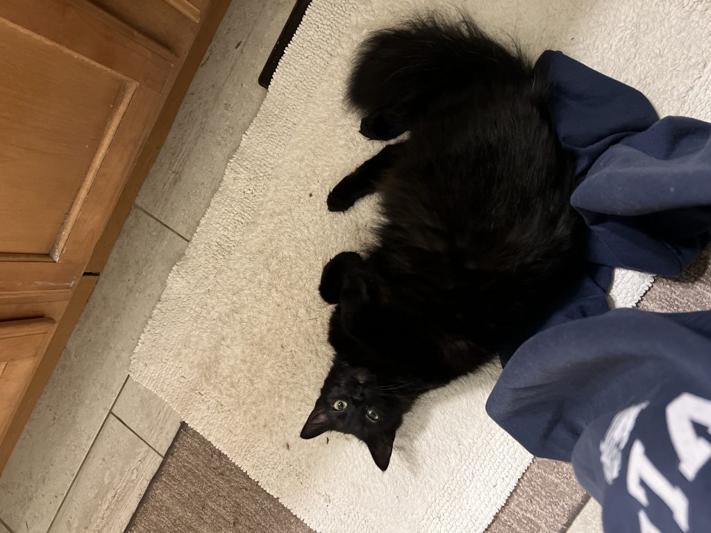 Juul, lost cat, domestic longhair