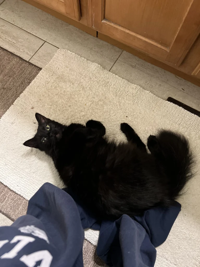 Juul, lost cat, domestic longhair